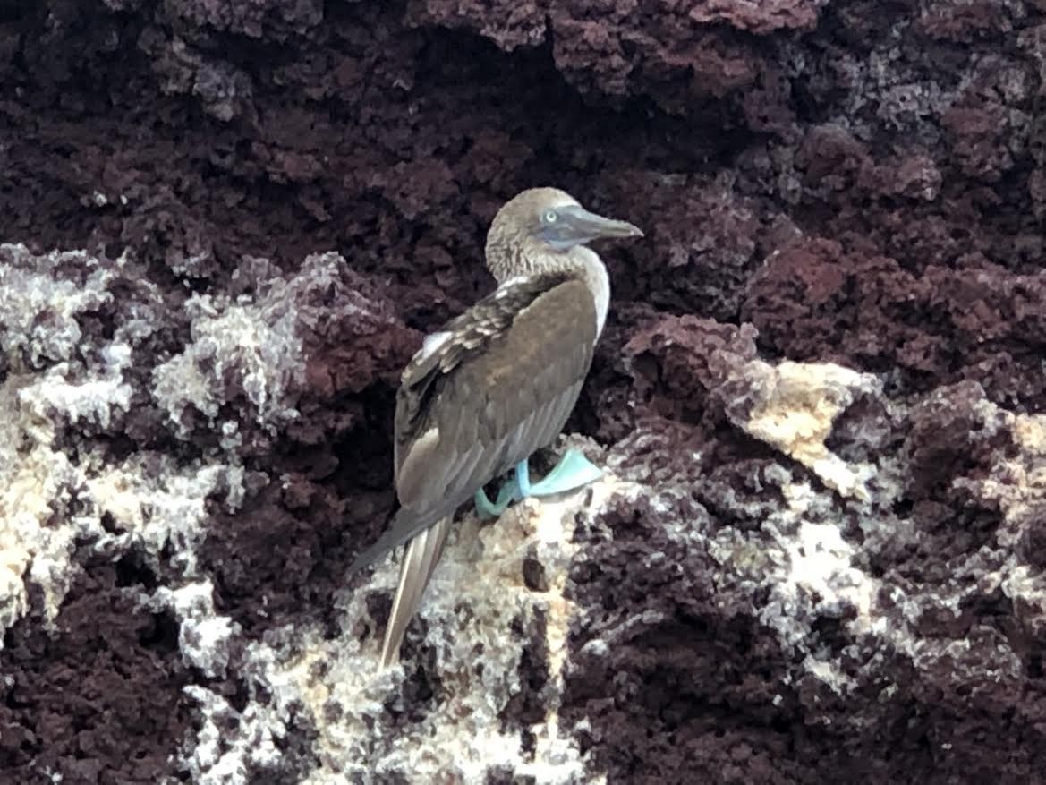 Blue-footed Booby - ML177212731