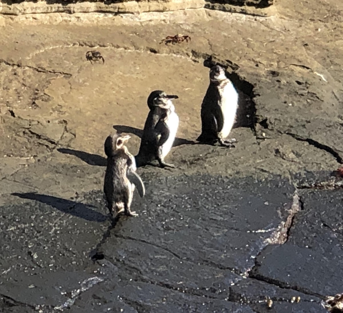 Галапагосский пингвин - ML177213351