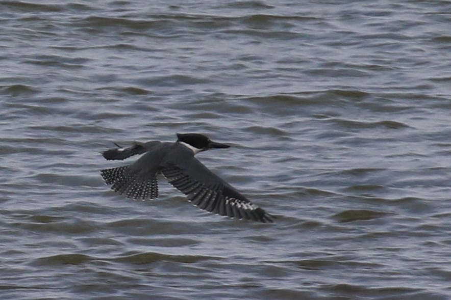 Belted Kingfisher - ML177214691