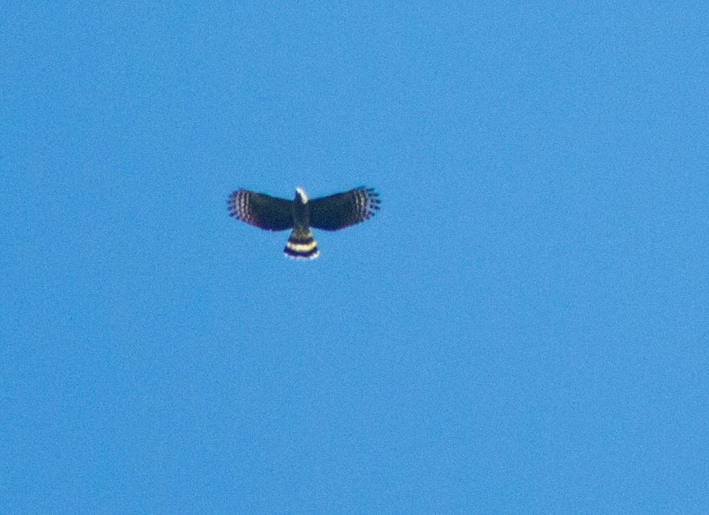 Hook-billed Kite - ML177214901
