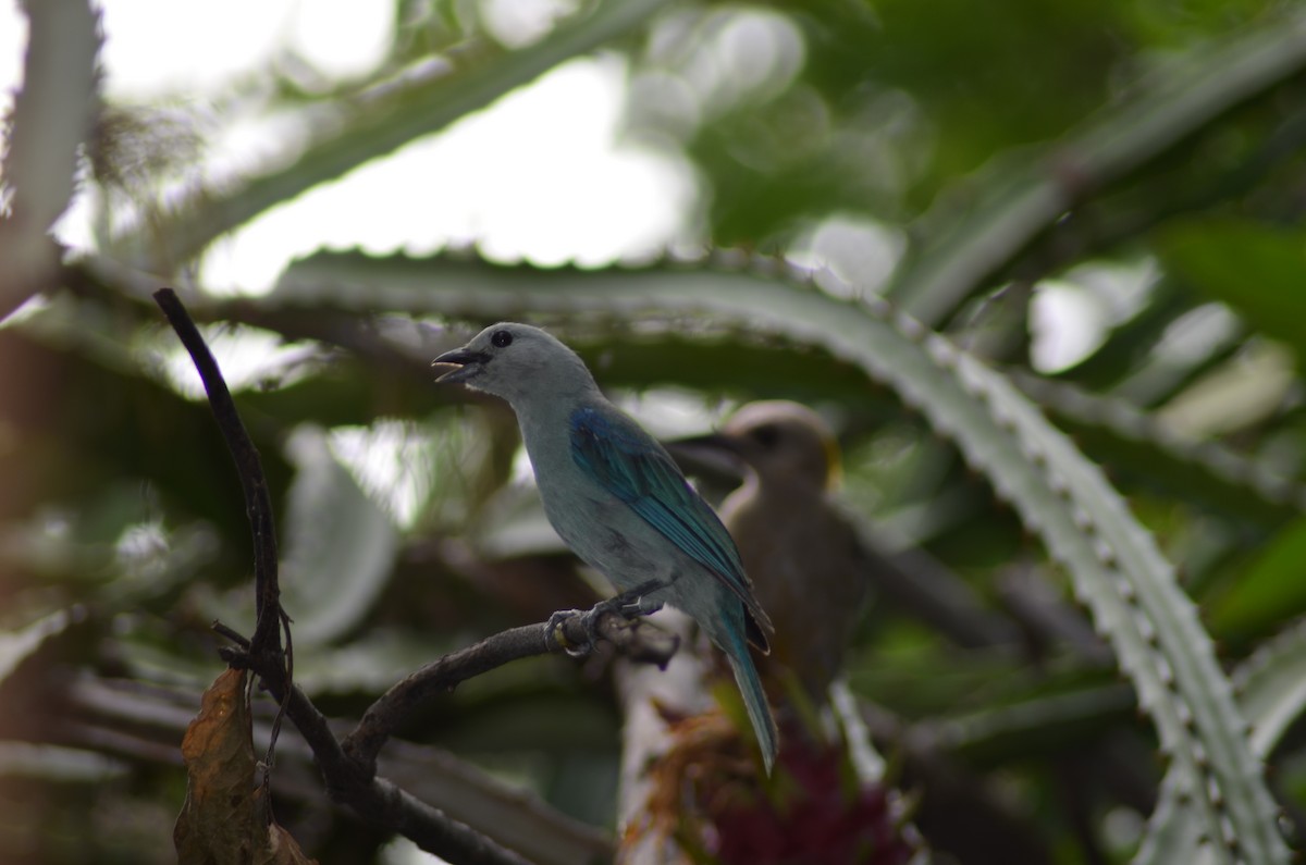 Blue-gray Tanager - ML177215661