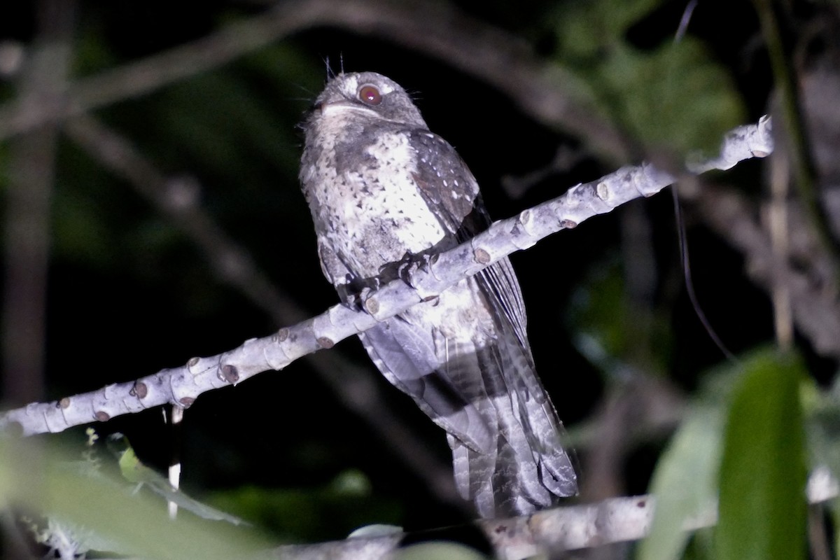 Moluccan Owlet-nightjar - Peter Kaestner