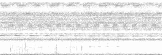 Молуккский совиный козодой - ML177217351