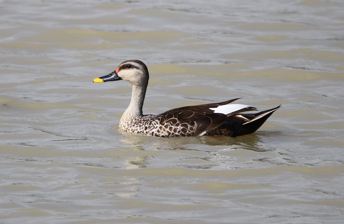 Indian Spot-billed Duck - ML177218001