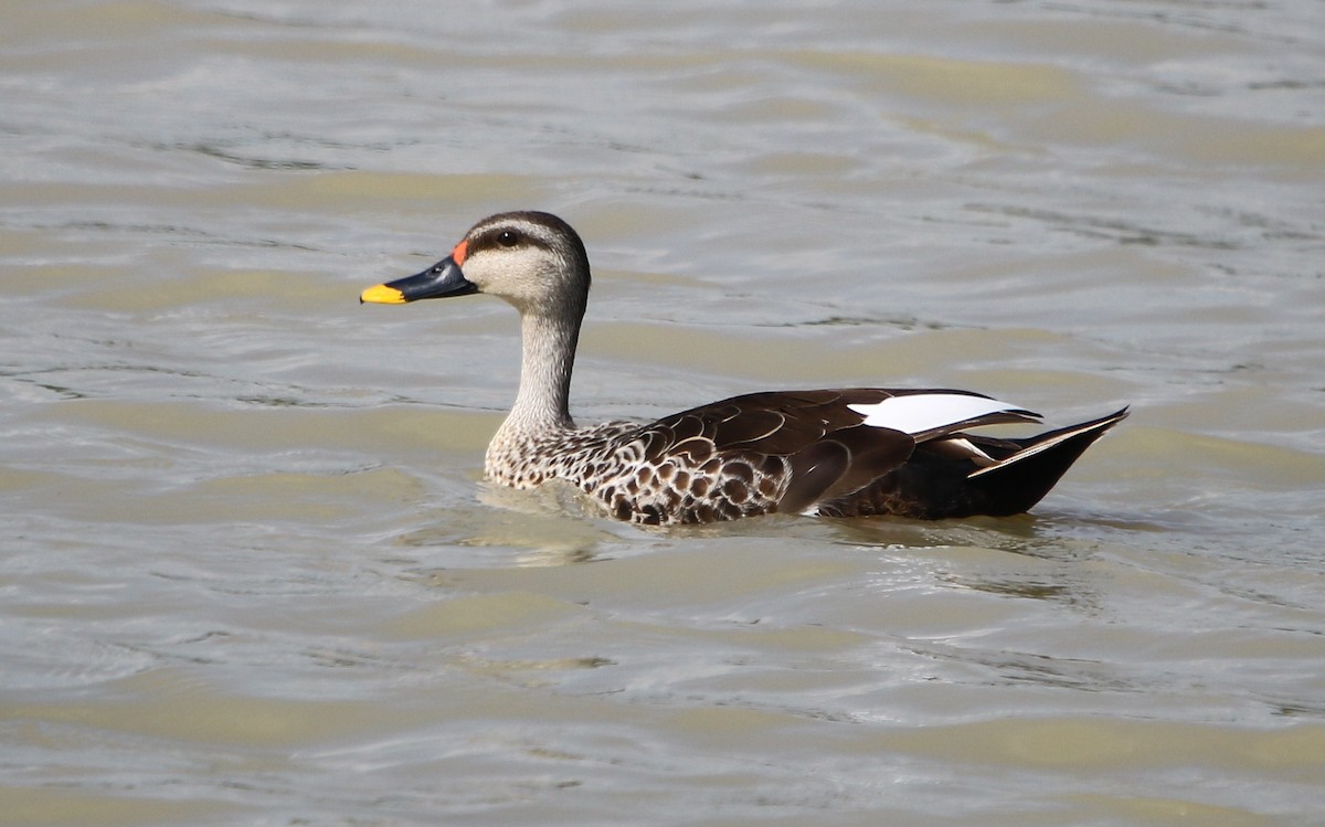 Indian Spot-billed Duck - ML177218501