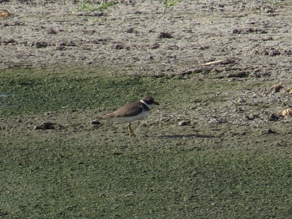 Semipalmated Plover - ML177218591