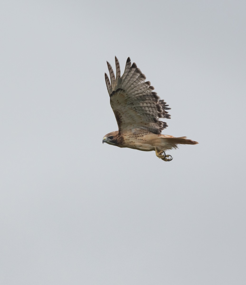 Red-tailed Hawk - ML177219171