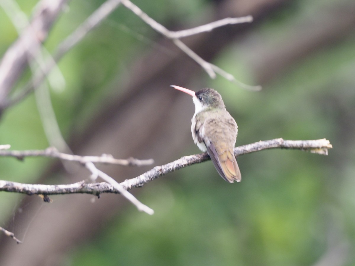 Green-fronted Hummingbird (Green-fronted) - ML177222401