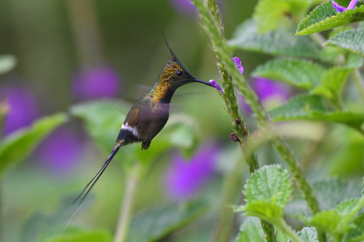 Wire-crested Thorntail - ML177222451