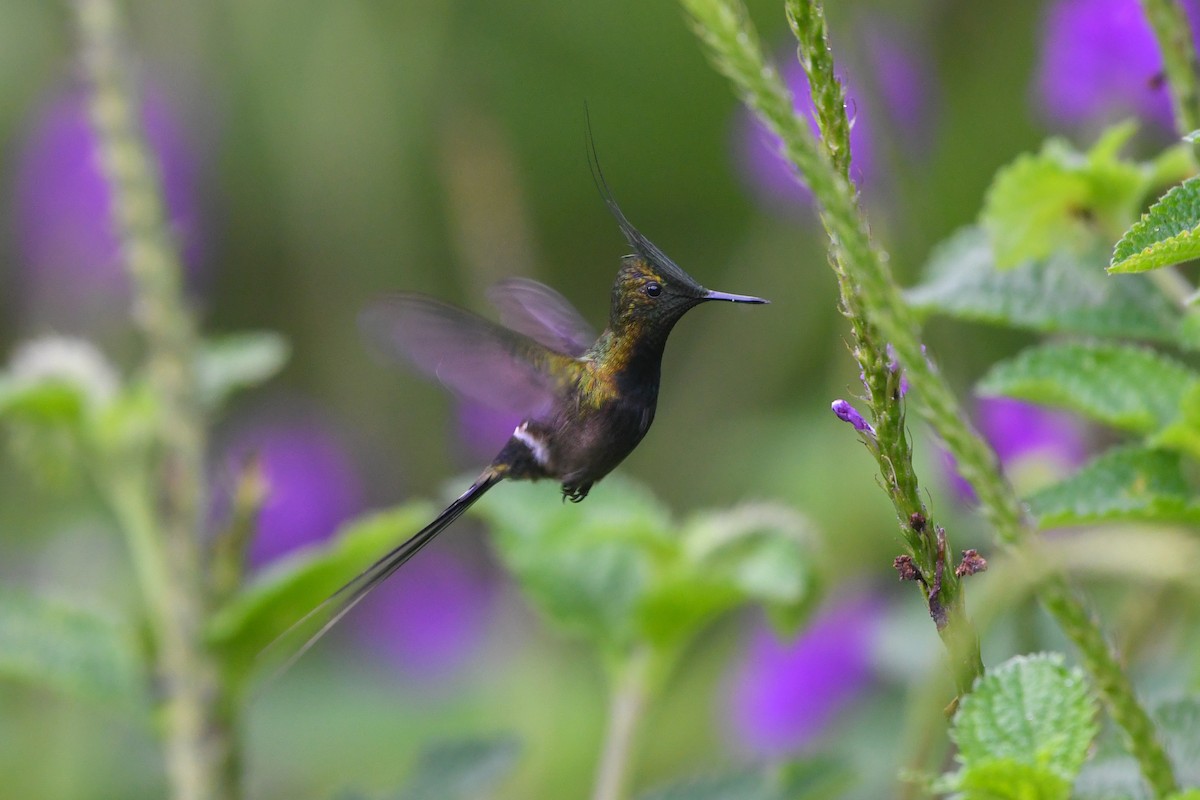 Wire-crested Thorntail - ML177222471