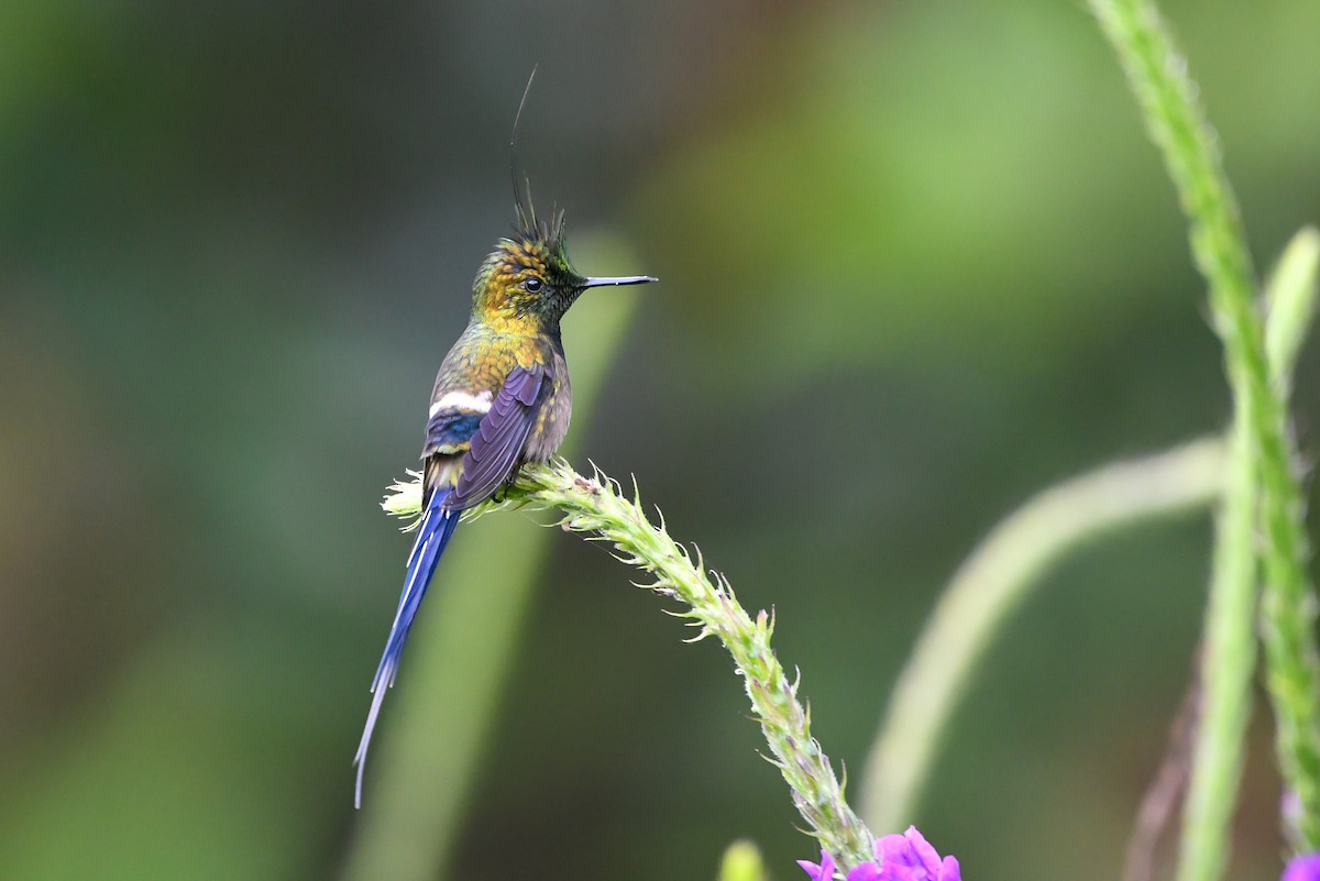 Wire-crested Thorntail - ML177222521