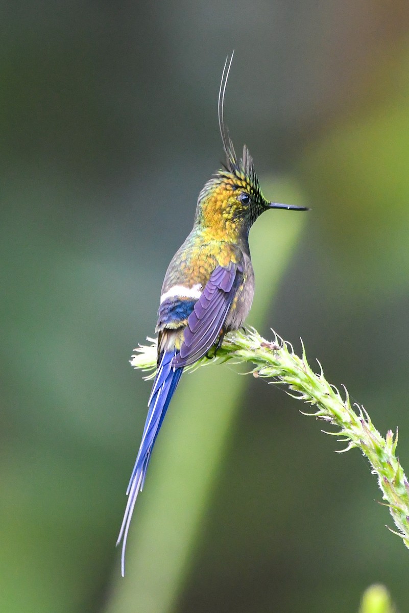 Wire-crested Thorntail - ML177222531