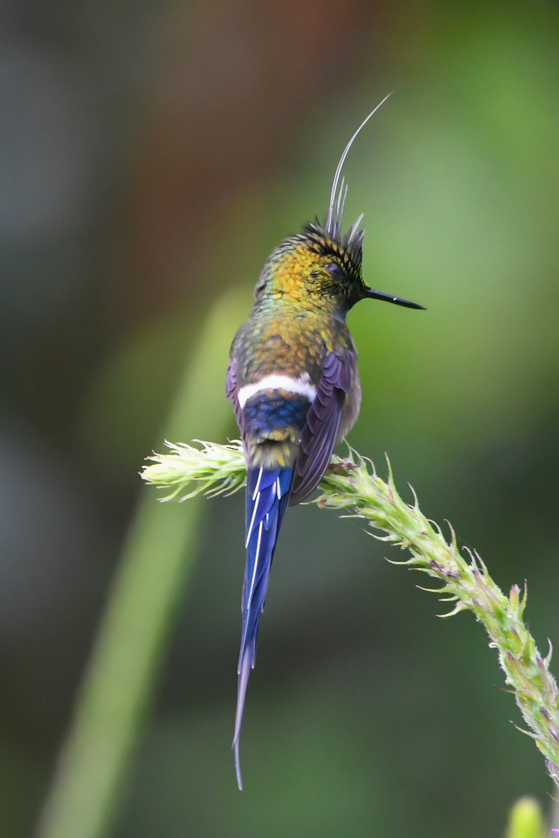 Wire-crested Thorntail - ML177222621