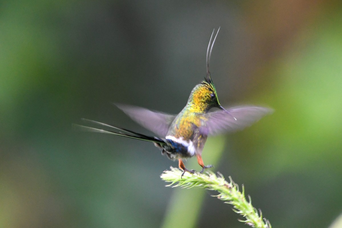 Wire-crested Thorntail - ML177222631