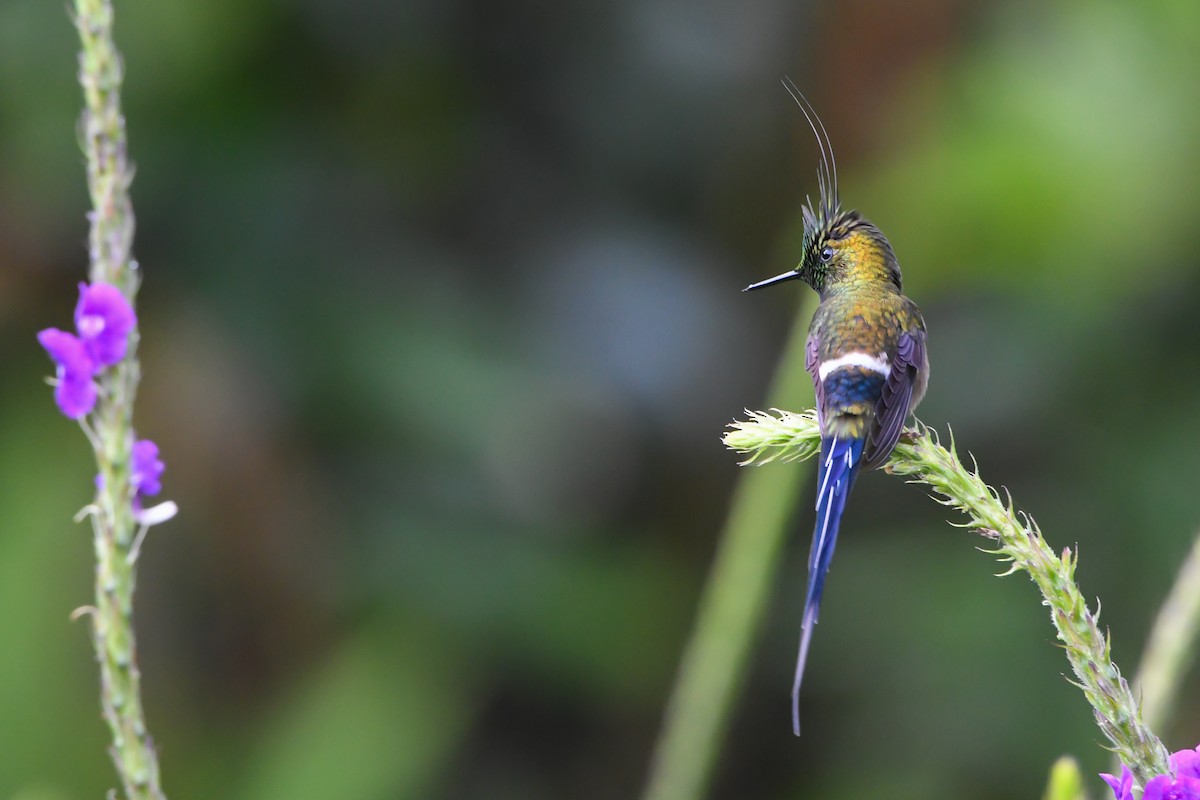 Wire-crested Thorntail - ML177222641