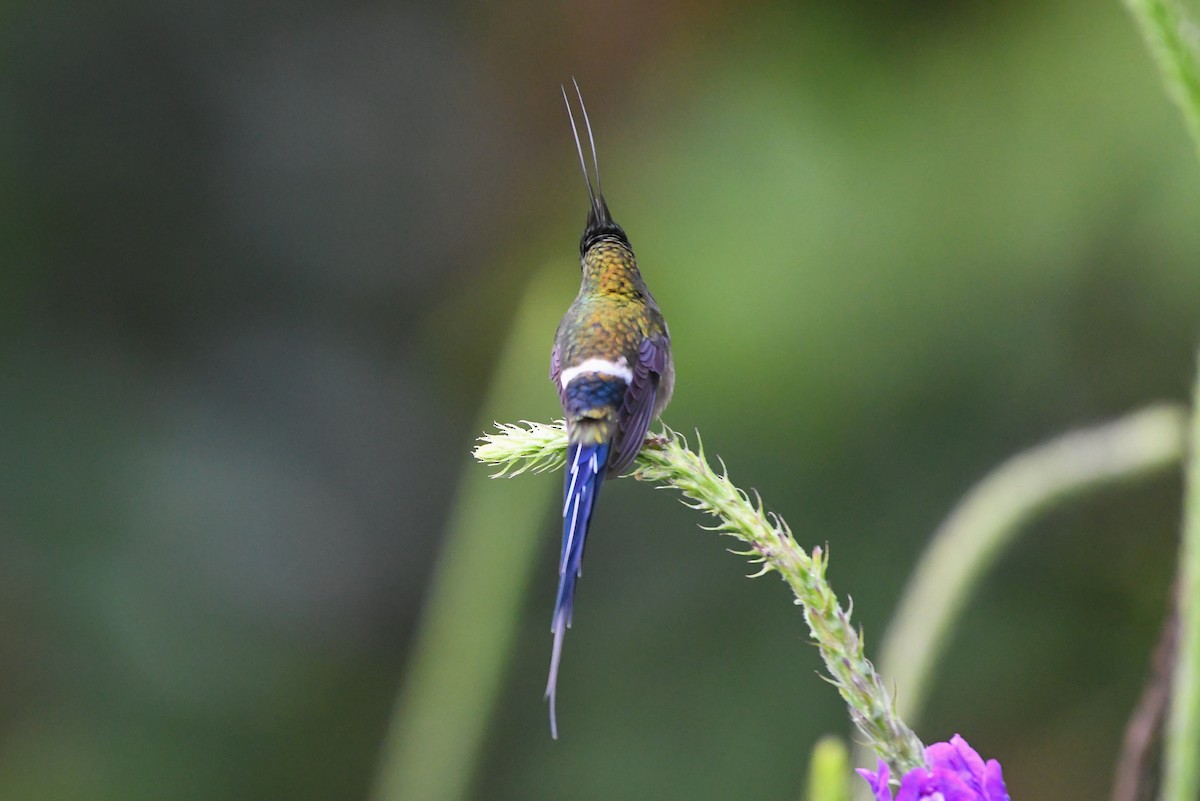 Wire-crested Thorntail - ML177222681
