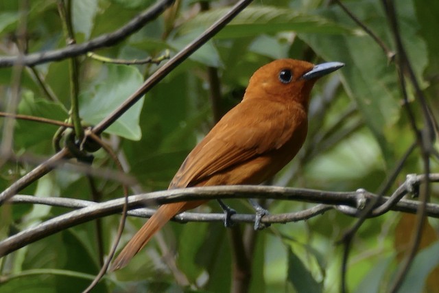 Adult dorsal view (subspecies <em class="SciName notranslate">talautensis</em>) - Rufous Paradise-Flycatcher - 