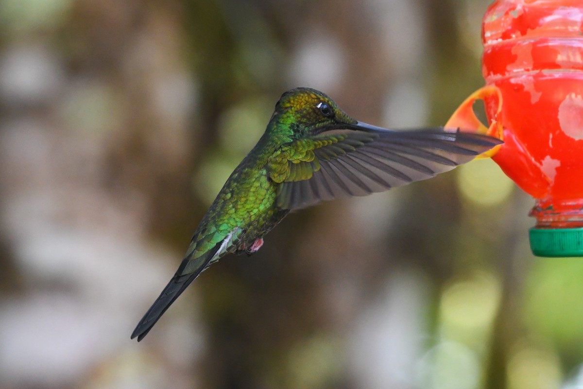 Sword-billed Hummingbird - ML177223731