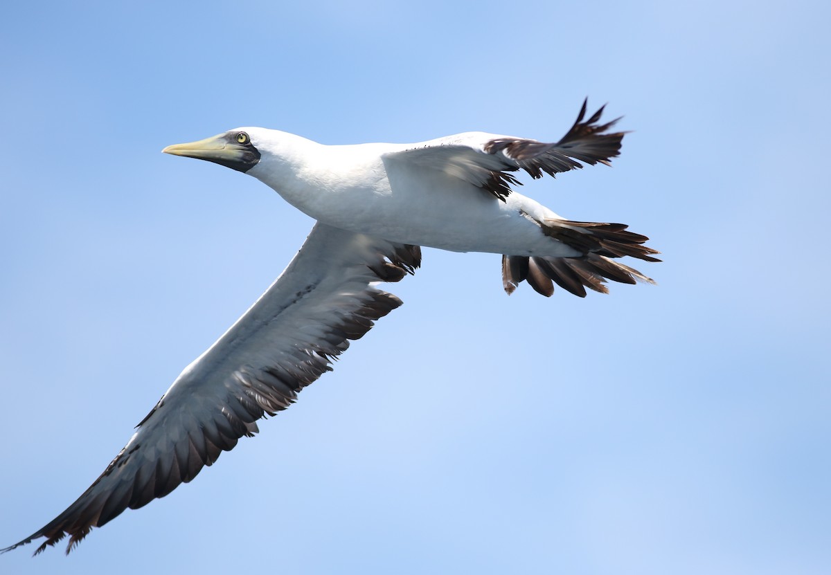 Masked Booby - ML177226651