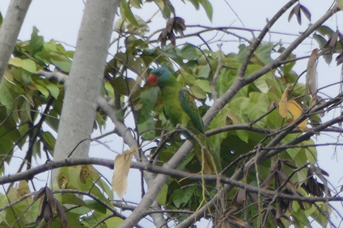 Great-billed Parrot - ML177227301