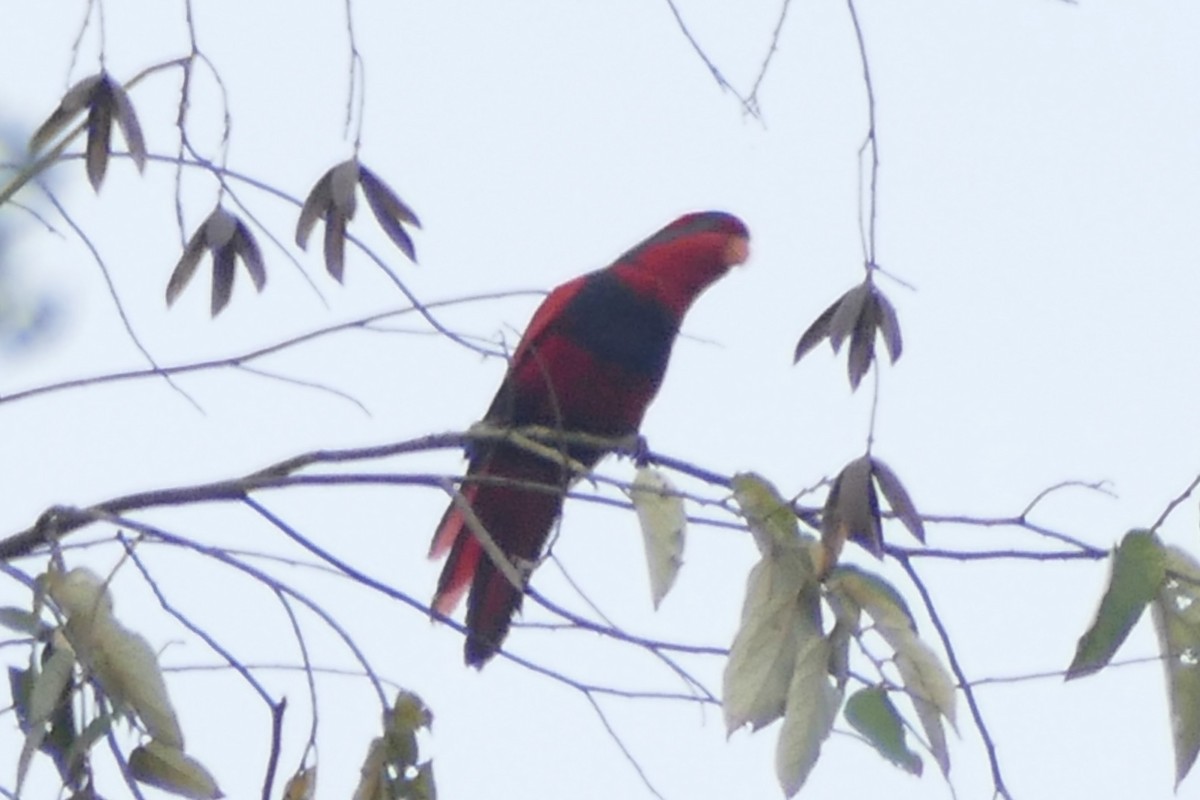 Red-and-blue Lory - ML177228811
