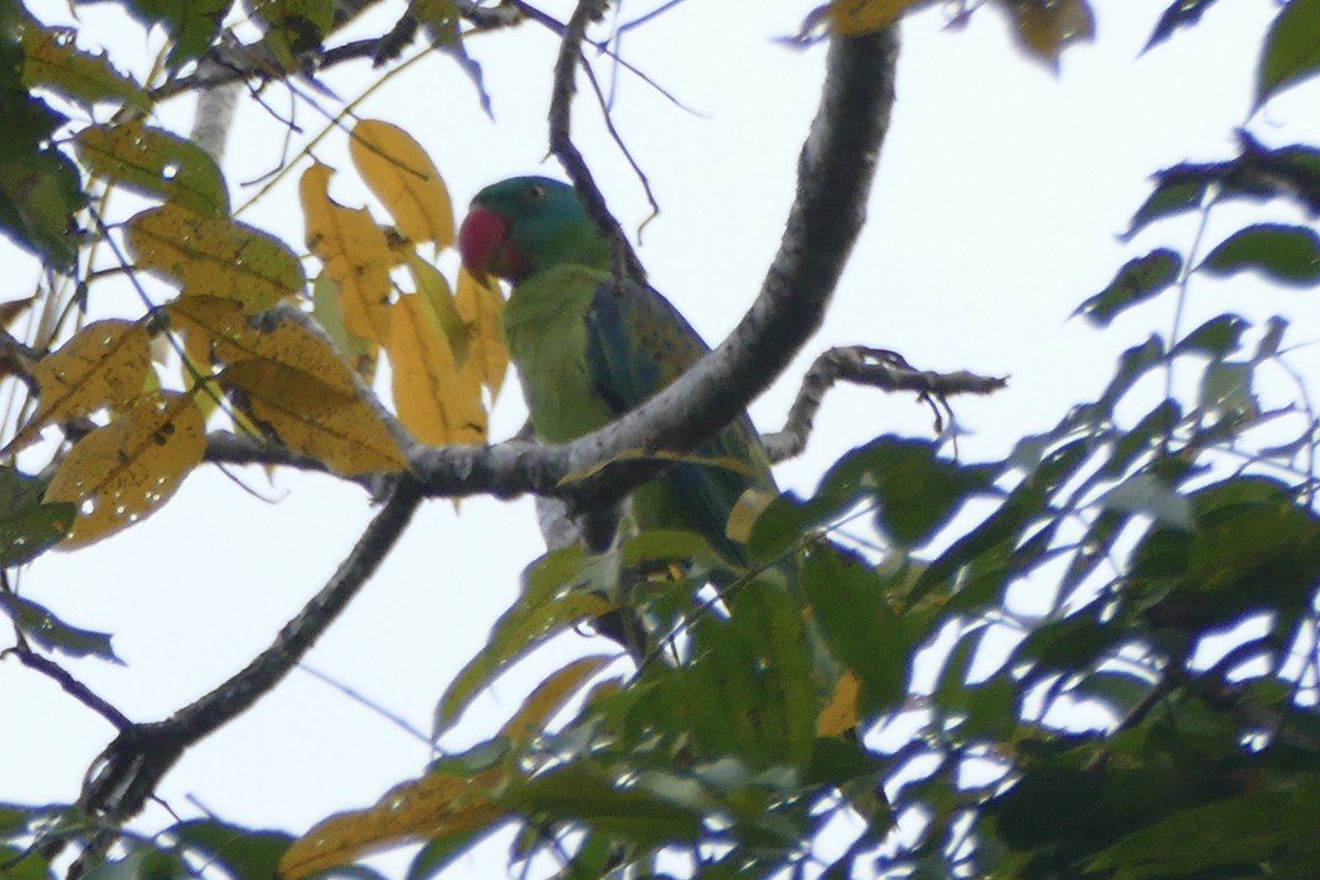 Great-billed Parrot - ML177228821