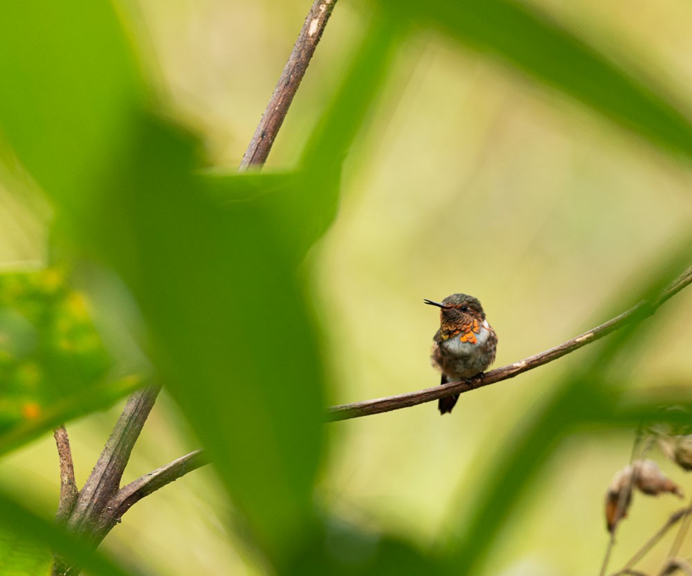 Scintillant Hummingbird - Evaldo Cesari de de Oliveira Jr