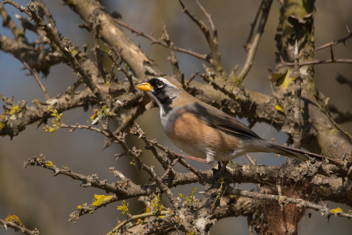 Many-colored Chaco Finch - ML177232361