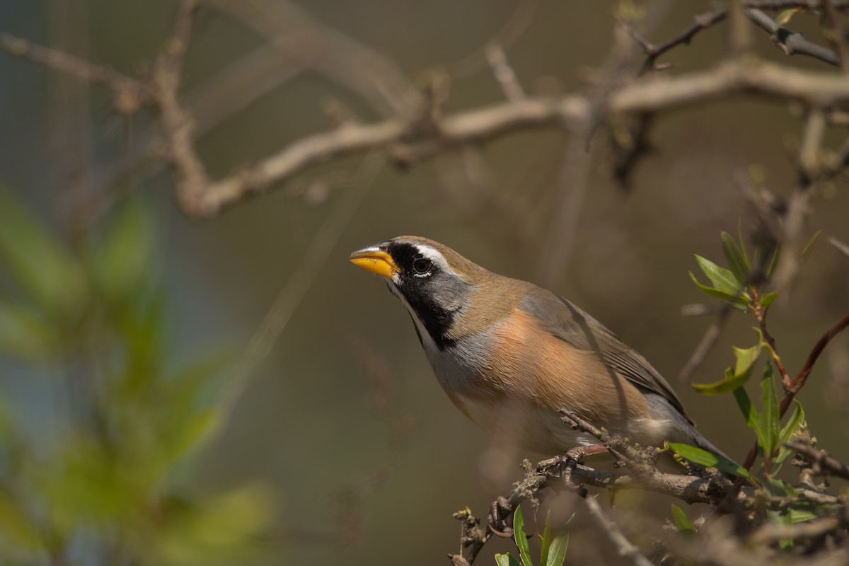 Many-colored Chaco Finch - ML177232391