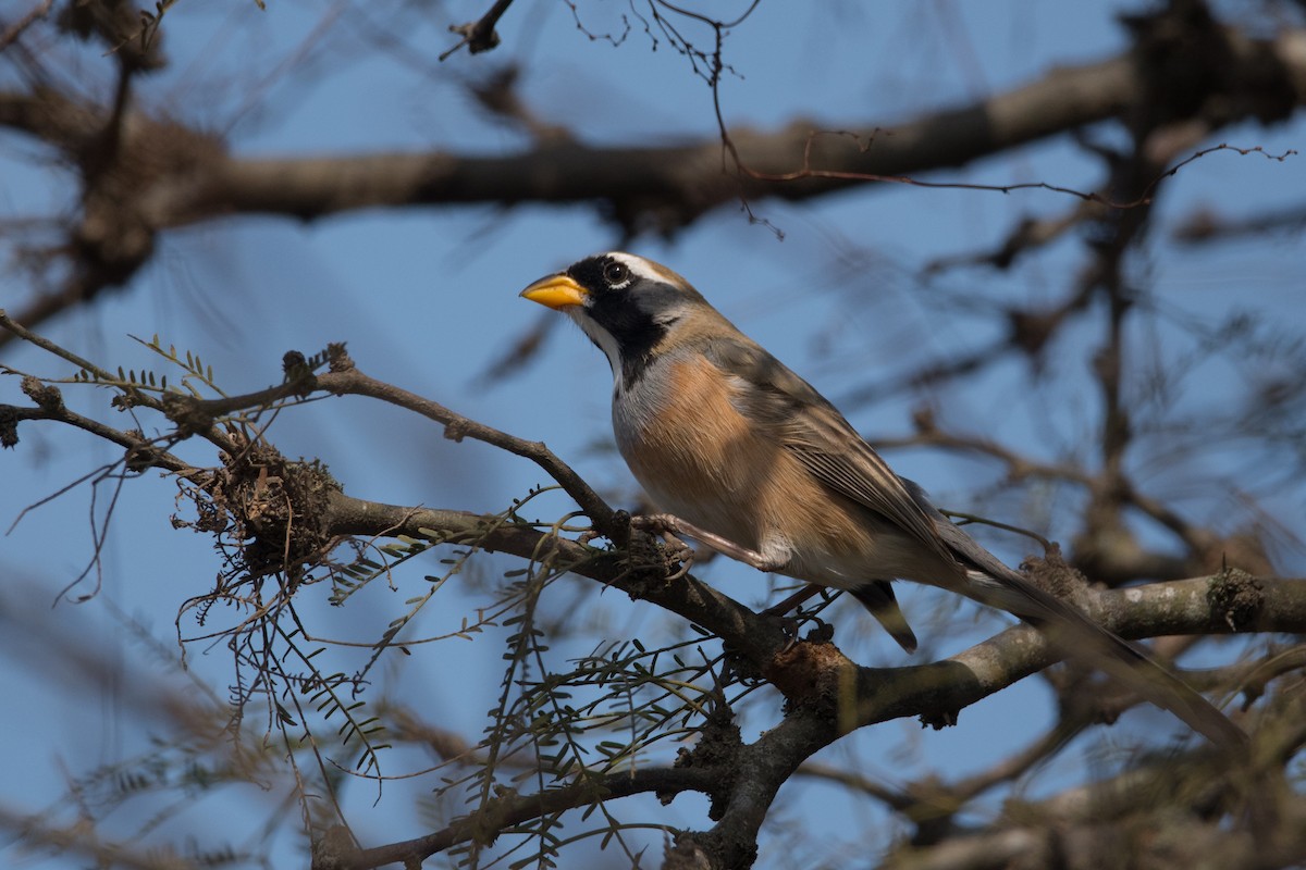 Many-colored Chaco Finch - ML177232481