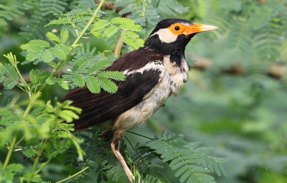 Asian Pied Starling - ML177232531