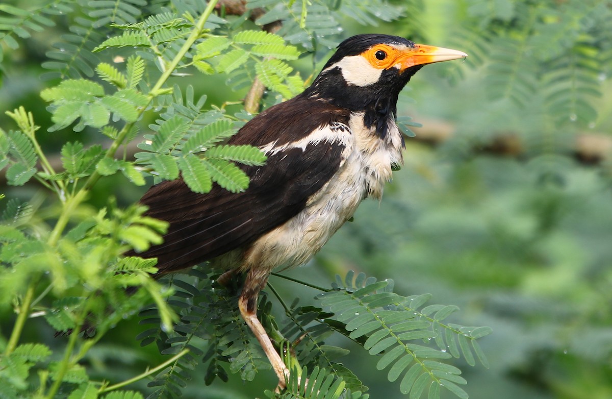 Indian Pied Starling - ML177232541