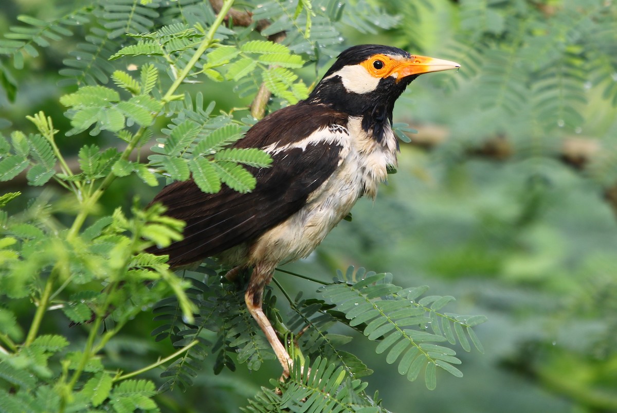 Indian Pied Starling - ML177232561