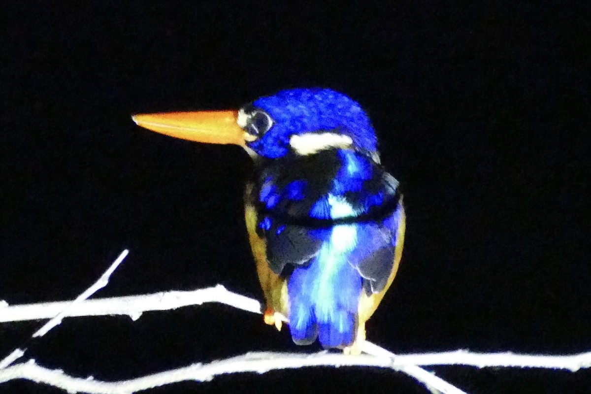 Moluccan Dwarf-Kingfisher (North Moluccan) - Peter Kaestner