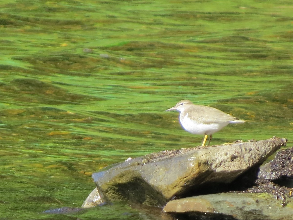Spotted Sandpiper - Jerry Smith