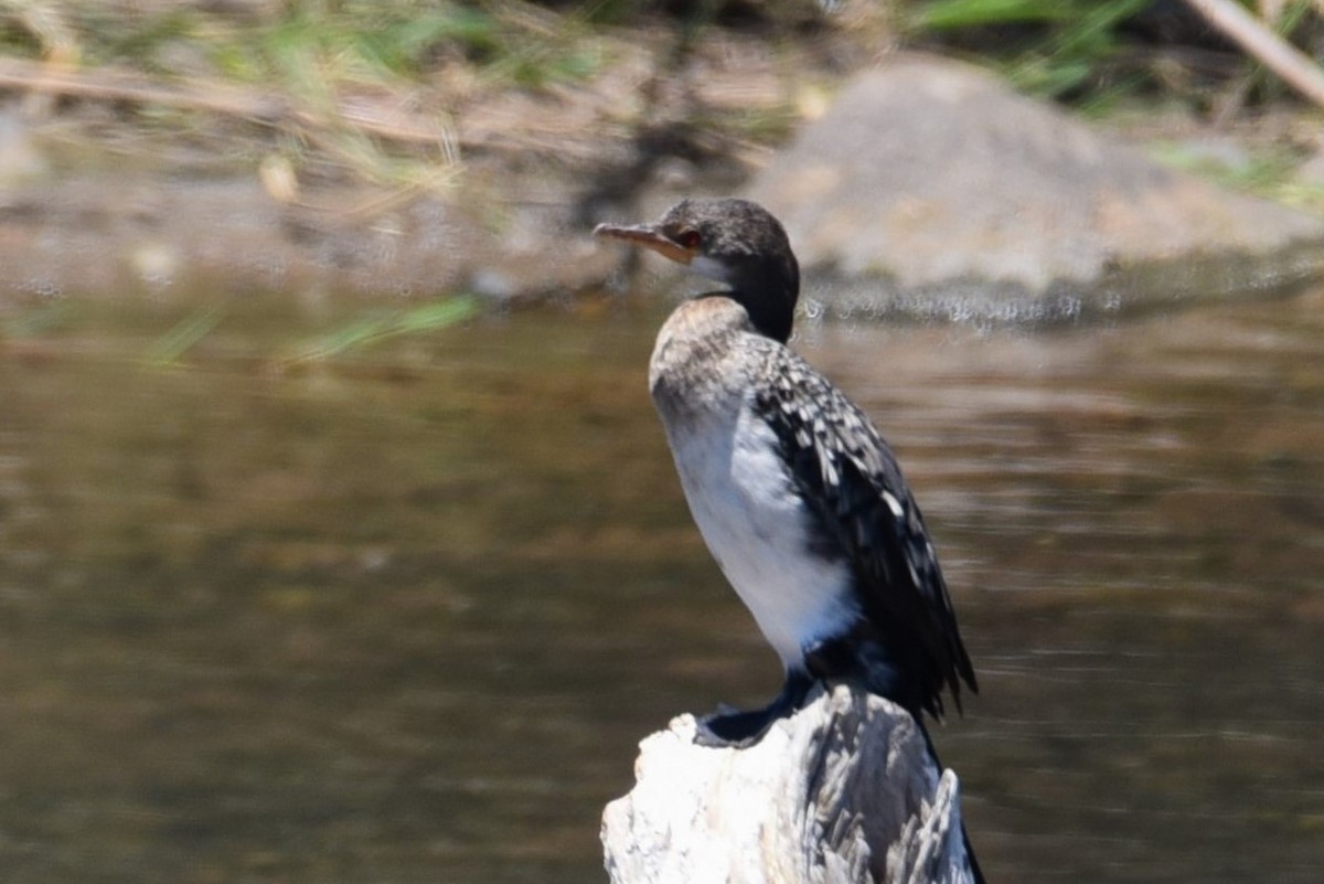 Long-tailed Cormorant - Maryse Neukomm