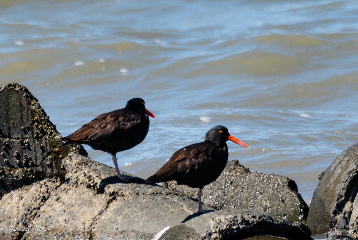 eBird Checklist - 14 Sep 2019 - Hayward Regional Shoreline - 62 species