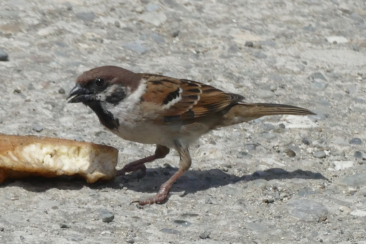 Eurasian Tree Sparrow - ML177239021