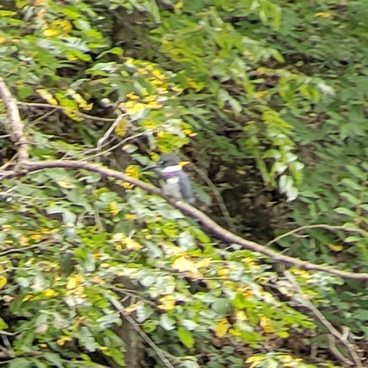 Belted Kingfisher - ML177240991