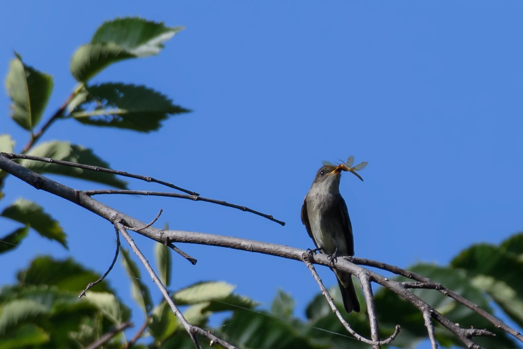 Western Wood-Pewee - Anonymous