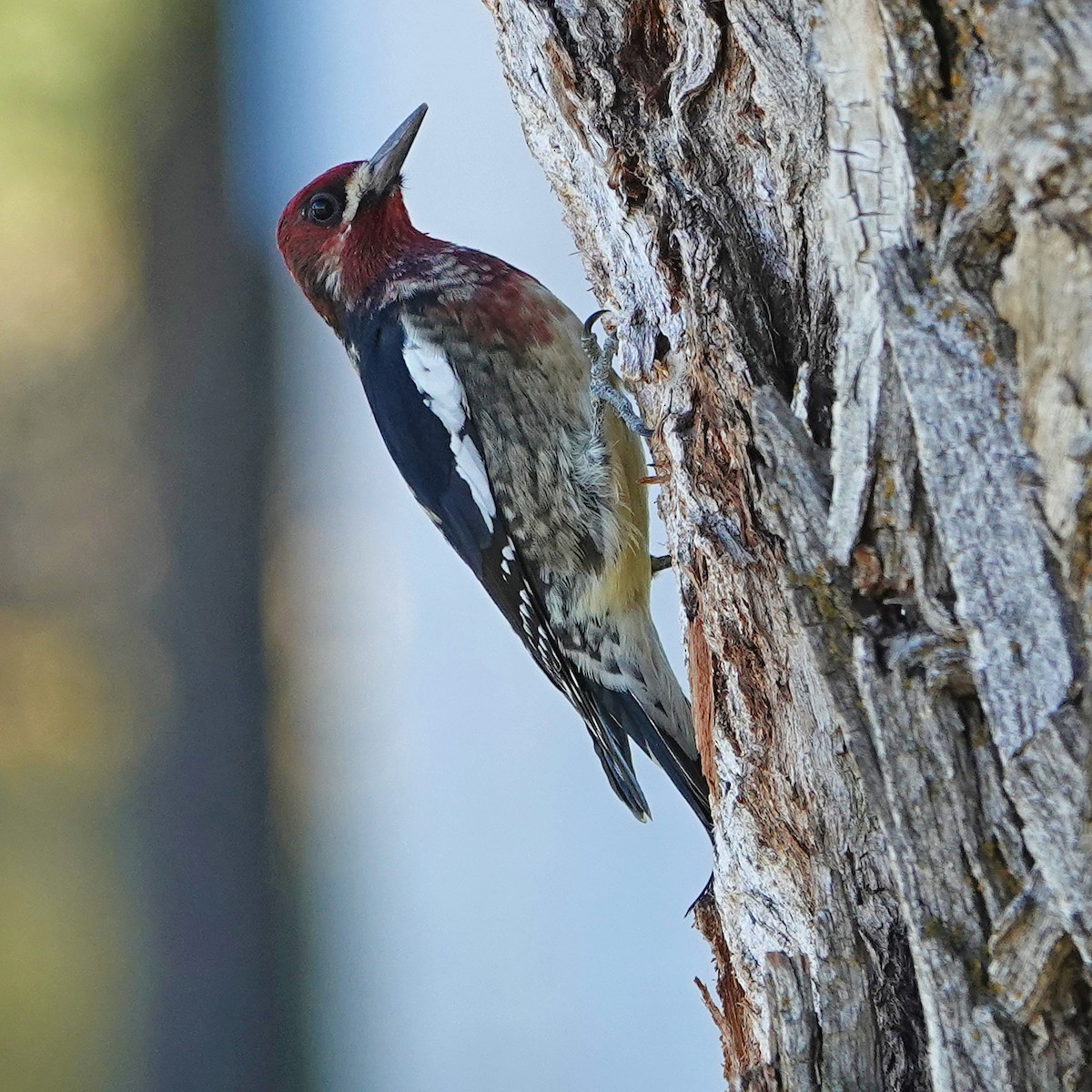 Red-breasted Sapsucker - Donald Sutherland