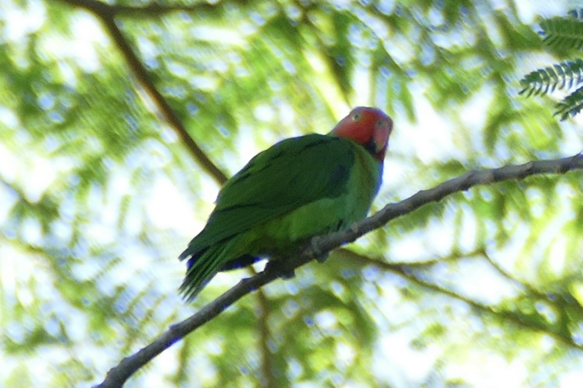 Red-cheeked Parrot - ML177245681