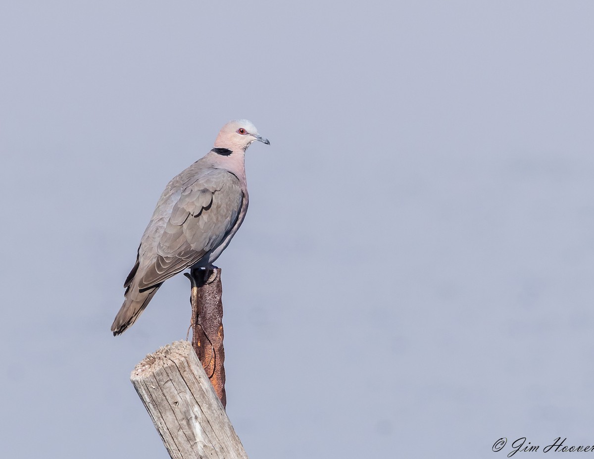 Red-eyed Dove - Jim Hoover