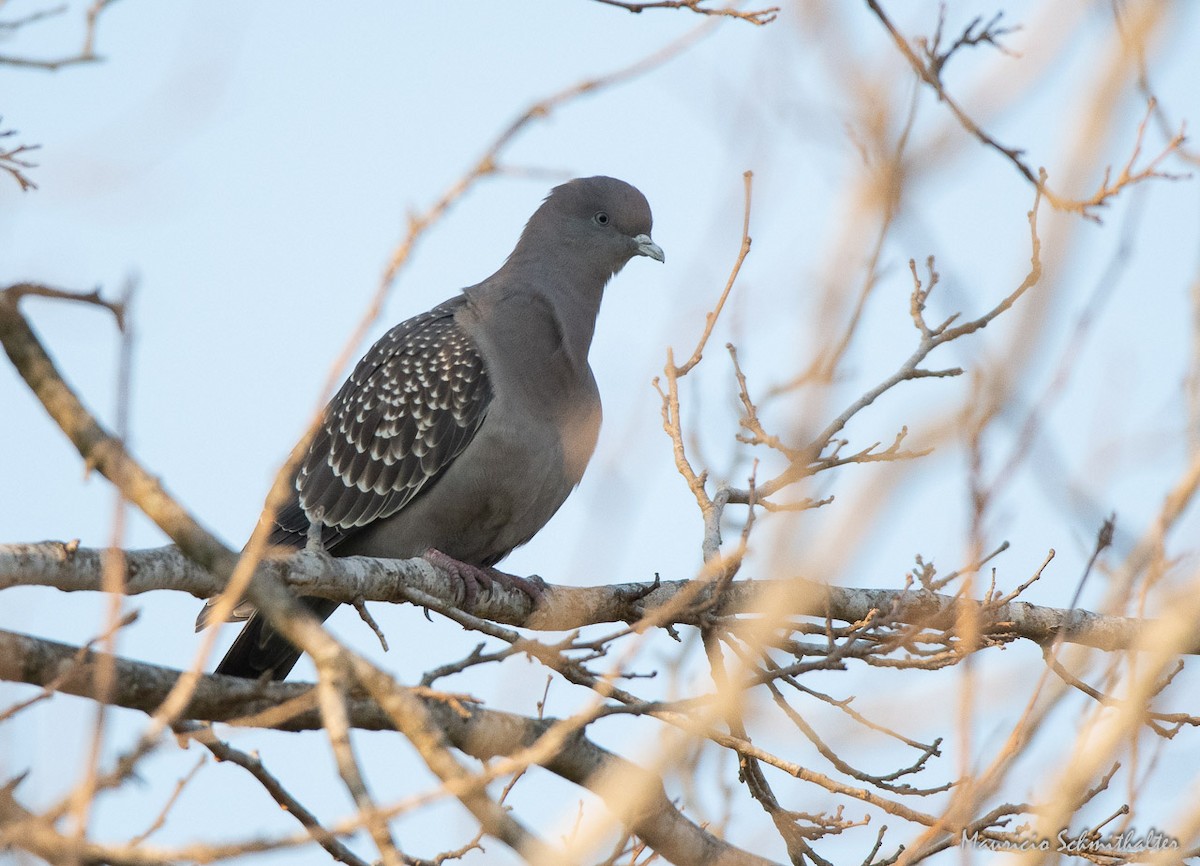 Spot-winged Pigeon - Mauricio Schmithalter