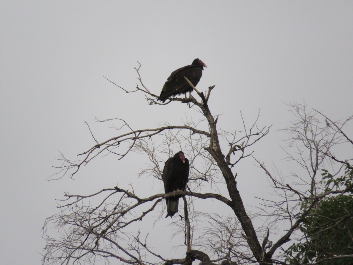 Turkey Vulture - Dave Hawksworth