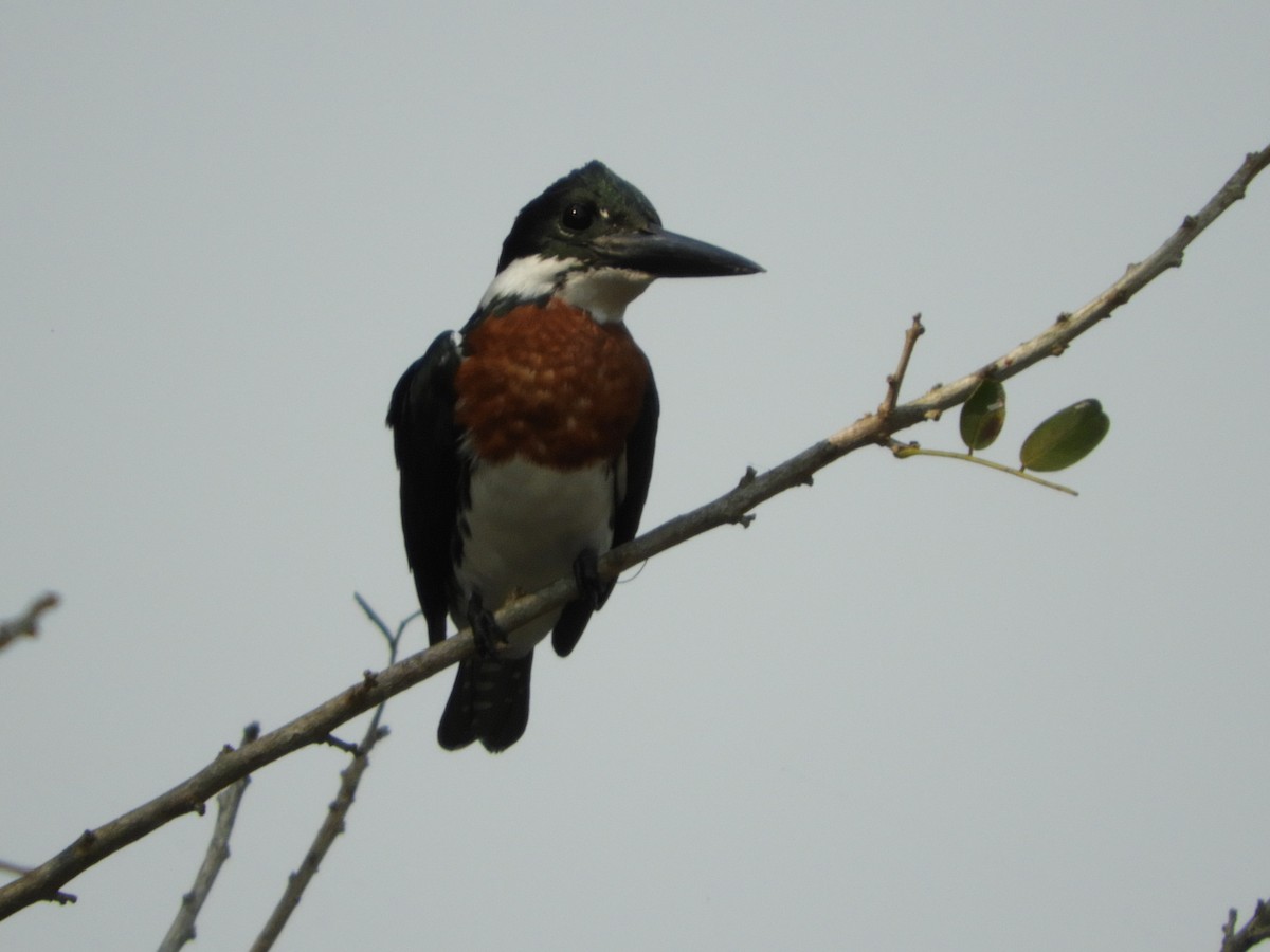 Amazon Kingfisher - ML177250411