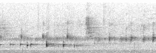 holub srílanský - ML177251