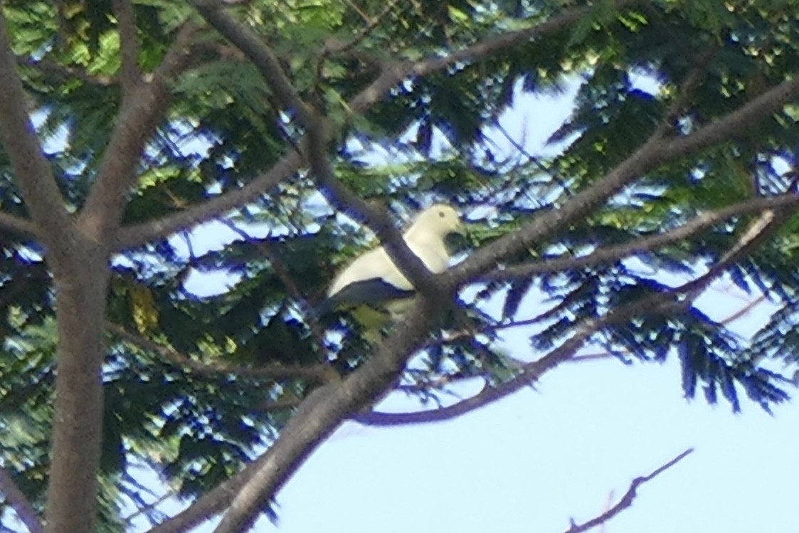 Pied Imperial-Pigeon - ML177253101