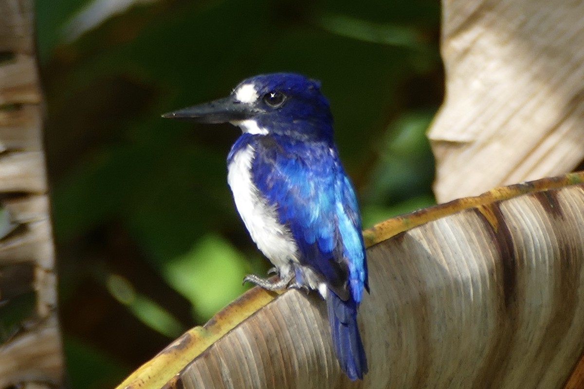Blue-and-white Kingfisher - ML177253421