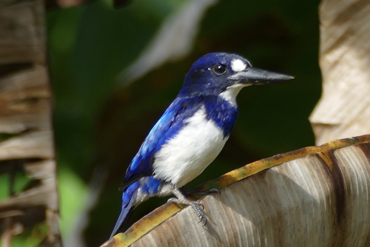 Blue-and-white Kingfisher - ML177253431